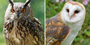Diferencia entre búho y lechuza