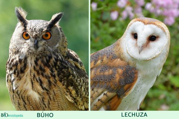 Diferencia entre búho y lechuza