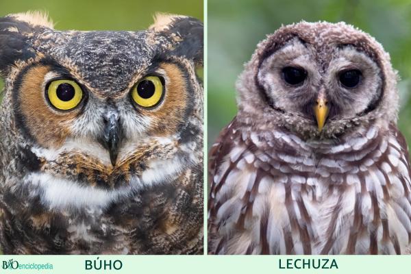Diferencia entre búho y lechuza - Ojos y oídos