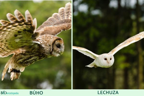 Diferencia entre búho y lechuza - Técnicas de caza