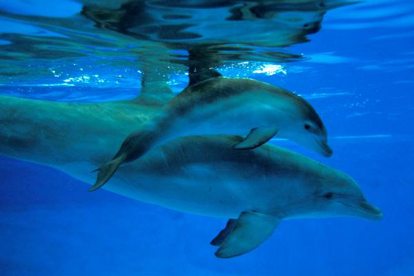 Delfín mular - ¿Cómo es la reproducción del delfín mular?