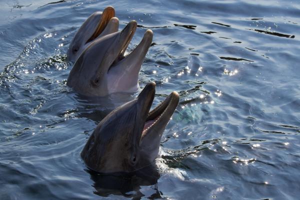 Delfín mular - ¿Cuáles son las amenazas y la conservación del delfín mular?