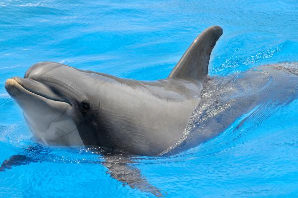 Delfín mular - ¿Cuáles son las características del delfín mular?