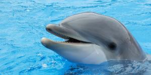 Delfín mular
