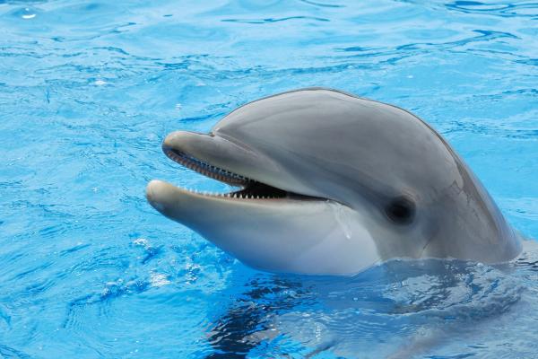 Delfín mular