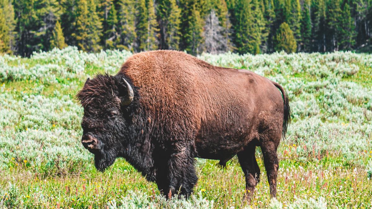 En 1987 llevaron 30 bisontes a una pradera de Kansas: 29 años después, la riqueza de plantas autóctonas había aumentado un 103 %