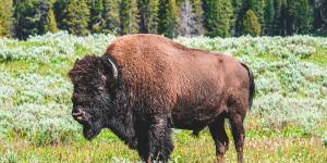 En 1987 llevaron 30 bisontes a una pradera de Kansas: 29 años después, la riqueza de plantas autóctonas había aumentado un 103 %