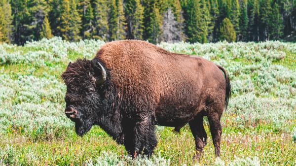 En 1987 llevaron 30 bisontes a una pradera de Kansas: 29 años después, la riqueza de plantas autóctonas había aumentado un 103 %