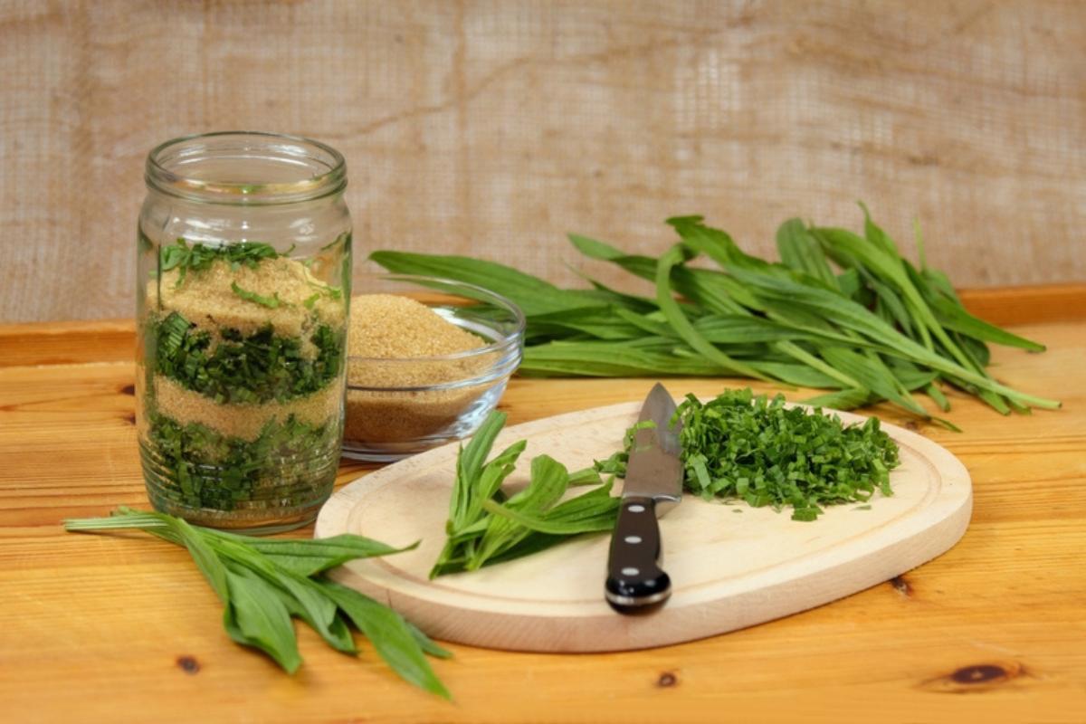 Llantén: propiedades, para qué sirve y contraindicaciones