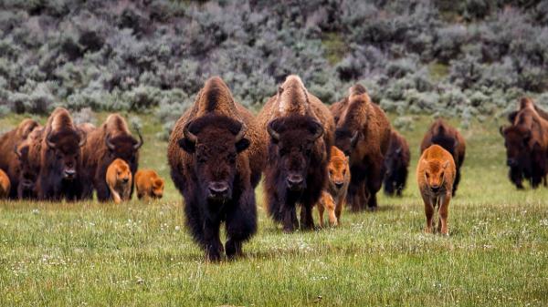 En 1987 llevaron 30 bisontes a una pradera de Kansas: 29 años después, la riqueza de plantas autóctonas había aumentado un 103 % - Los bisontes tuvieron un efecto mayor que el ganado
