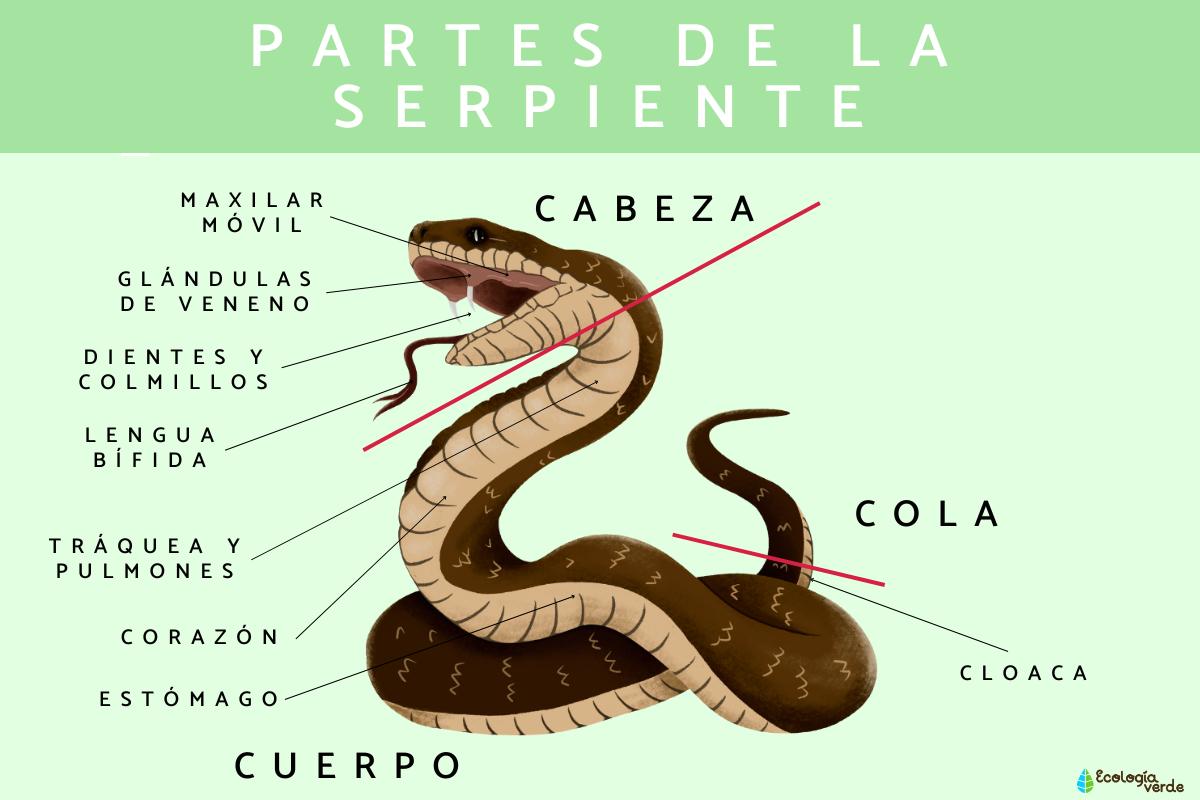 Partes de la serpiente