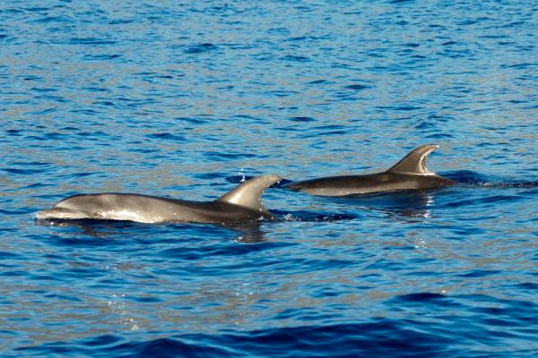 Delfín mular - ¿Qué come el delfín mular?
