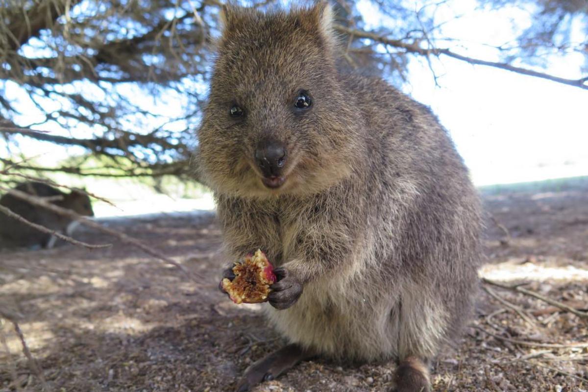 Quokka, el animal más feliz del mundo