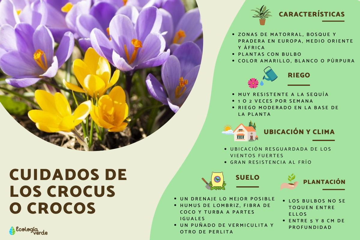 Crocus: cuidados