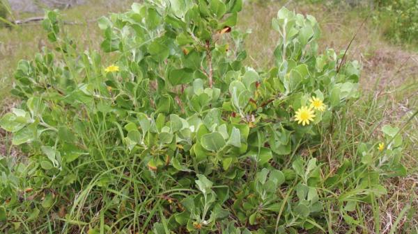 En 1946 plantaron este arbusto sudafricano para proteger las dunas de Australia y ahora se extiende por el 46 % de su costa y amenaza sus ecosistemas - El arbusto sudafricano que Australia plantó para estabilizar las dunas