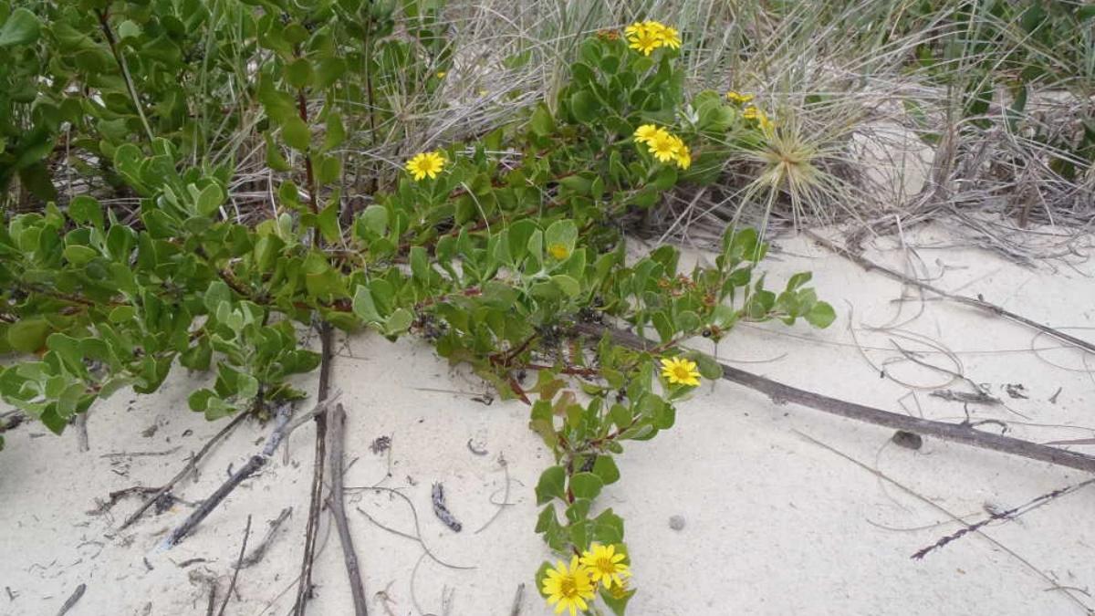 En 1946 plantaron este arbusto sudafricano para proteger las dunas de Australia y ahora se extiende por el 46 % de su costa y amenaza sus ecosistemas