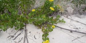 En 1946 plantaron este arbusto sudafricano para proteger las dunas de Australia y ahora se extiende por el 46 % de su costa y amenaza sus ecosistemas
