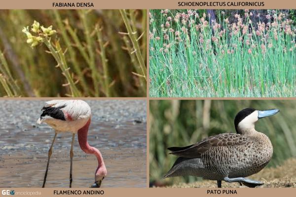 Lago Poopó - Flora y fauna del lago Poopó