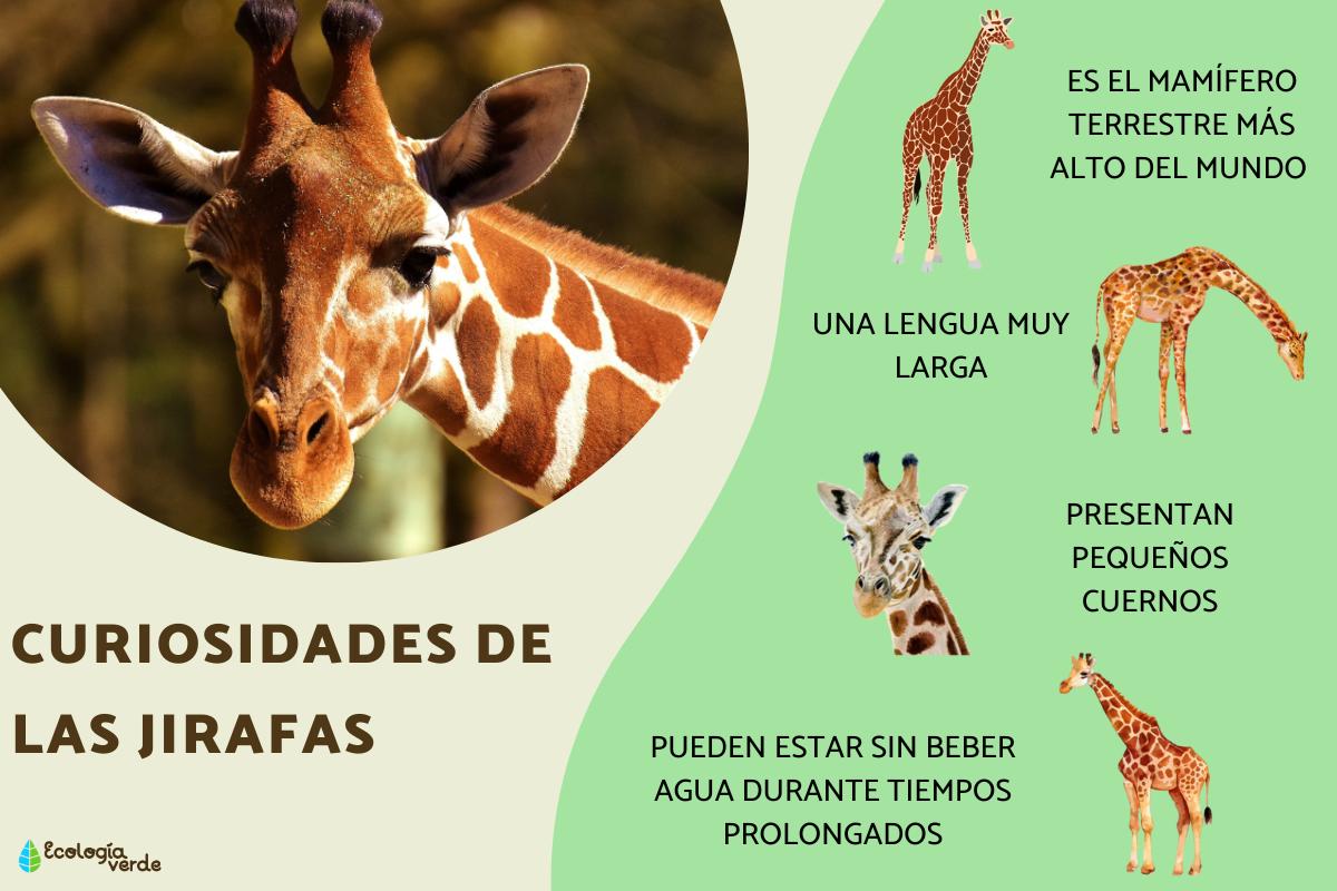 Curiosidades de las jirafas