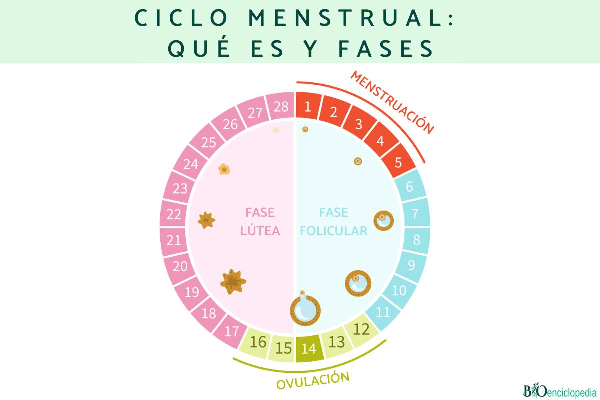 Ciclo menstrual: qué es y fases