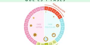 Ciclo menstrual: qué es y fases