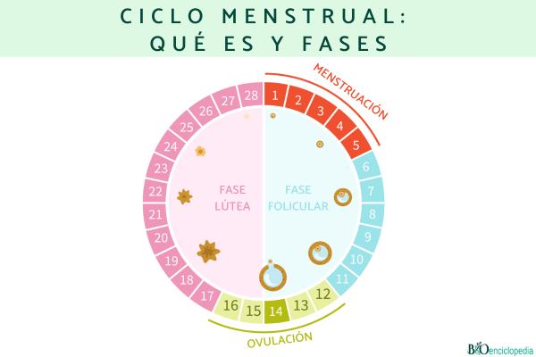 Ciclo menstrual: qué es y fases