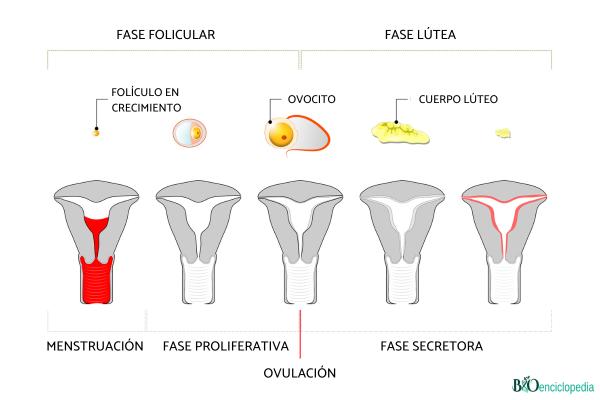 Ciclo menstrual: qué es y fases - Fase folicular 