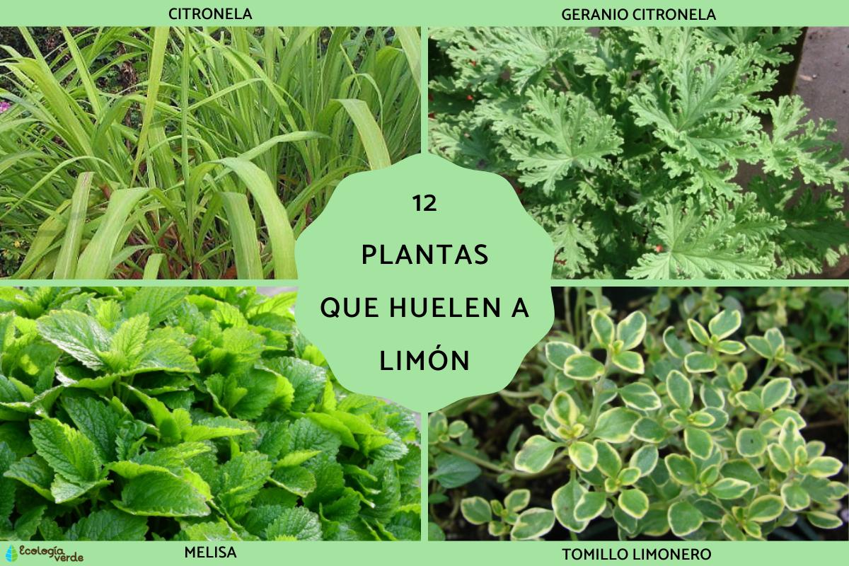 Plantas que huelen a limón