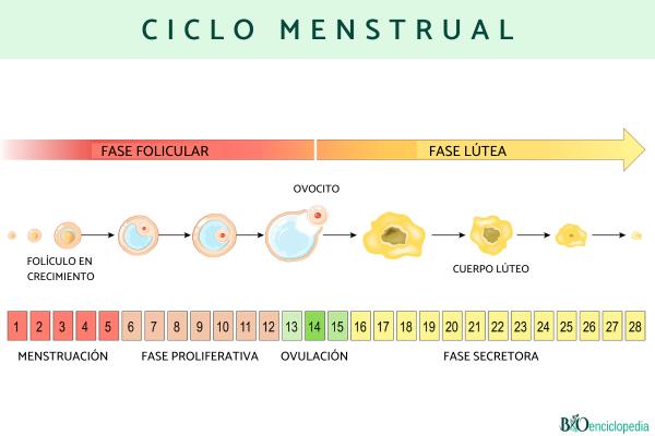 Ciclo menstrual: qué es y fases - Qué es el ciclo menstrual