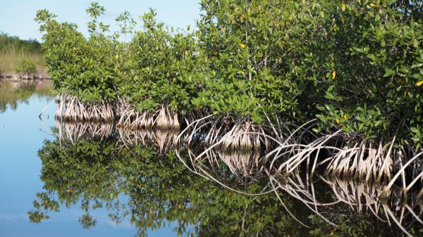 Soluciones basadas en la naturaleza: qué son, en qué consisten y ejemplos de SbN - ¿Qué son las soluciones basadas en la naturaleza y en qué consisten?