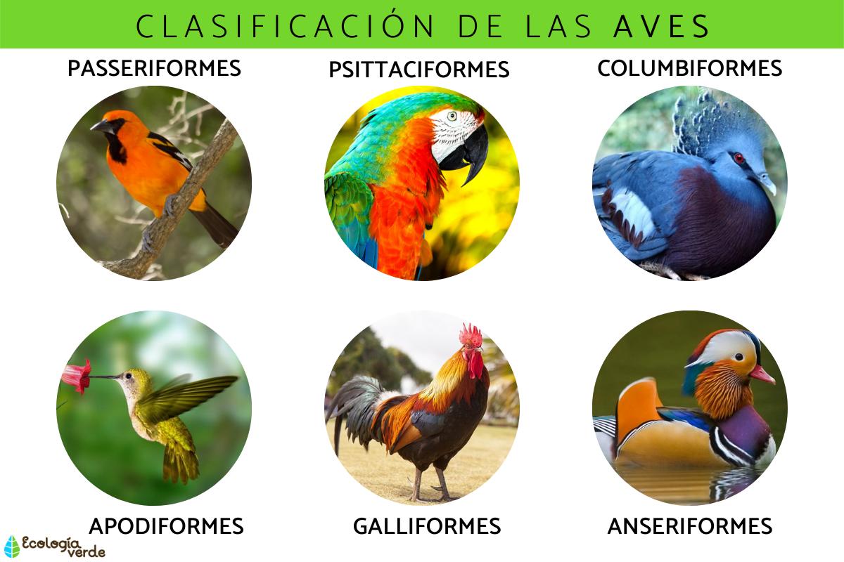 Clasificación de las aves