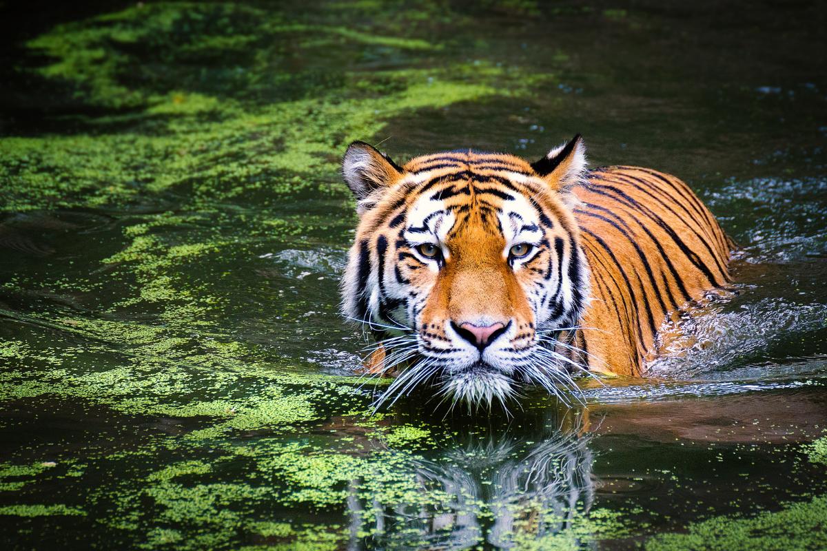 Curiosidades de los tigres