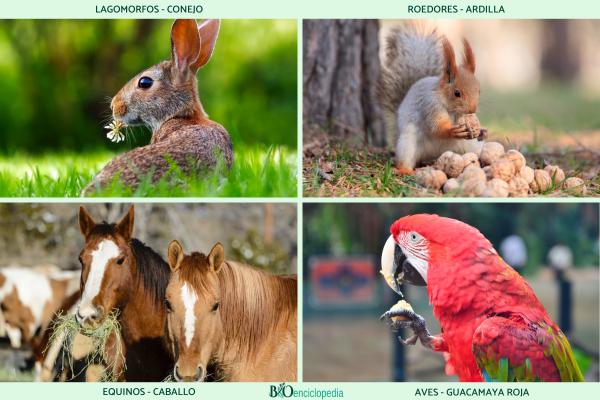 Herbívoros: qué son, características, alimentación, tipos y ejemplos - Ejemplos de animales herbívoros con un estómago