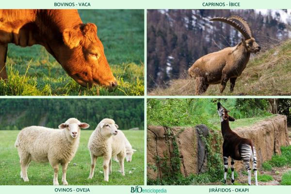Herbívoros: qué son, características, alimentación, tipos y ejemplos - Ejemplos de animales herbívoros con varios estómagos 