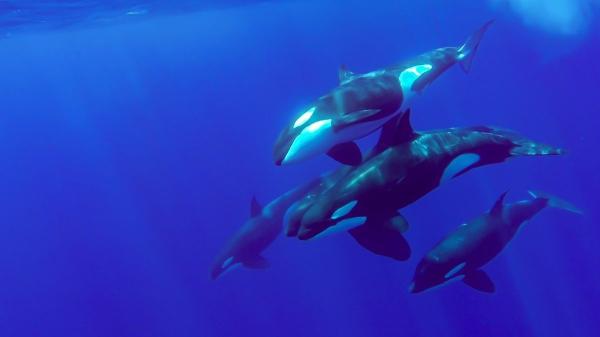 Cambio de rumbo inesperado: las orcas abandonan el Estrecho de Gibraltar y ponen en alerta a Galicia - Galicia activa el mapa de riesgo por el aumento de interacciones