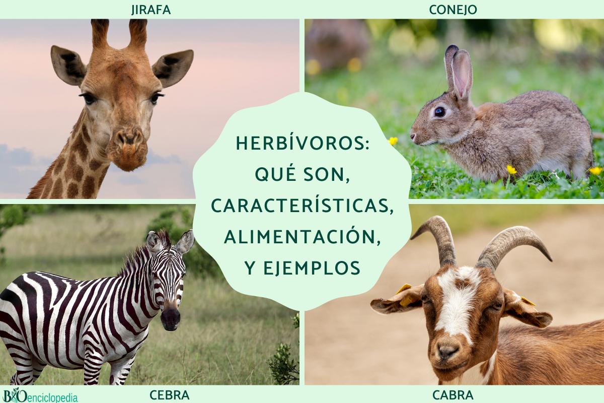 Herbívoros: qué son, características, alimentación, tipos y ejemplos