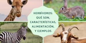 Herbívoros: qué son, características, alimentación, tipos y ejemplos