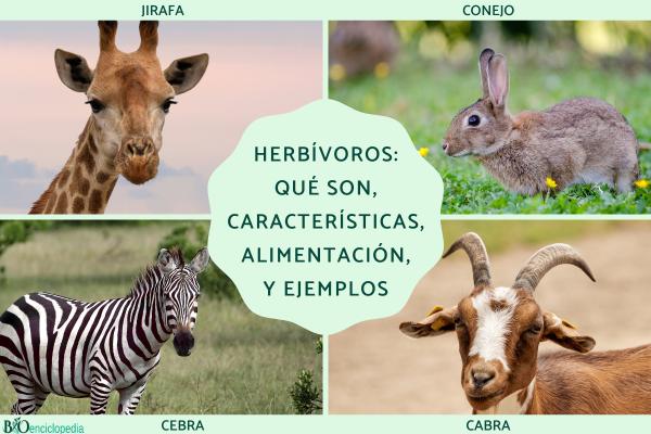 Herbívoros: qué son, características, alimentación, tipos y ejemplos