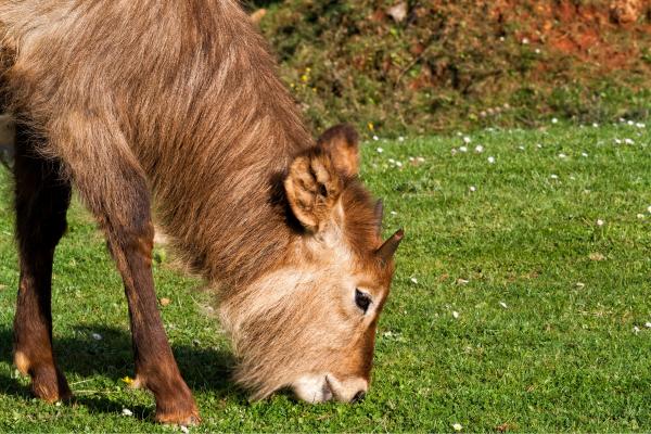 Herbívoros: qué son, características, alimentación, tipos y ejemplos - Qué son los herbívoros y su clasificación