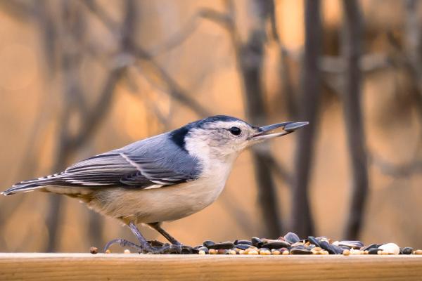 Herbívoros: qué son, características, alimentación, tipos y ejemplos - Tipos de animales herbívoros 