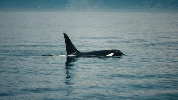 Cambio de rumbo inesperado: las orcas abandonan el Estrecho de Gibraltar y ponen en alerta a Galicia - Un fenómeno que desconcierta a la ciencia: las orcas ya no siguen el manual tradicional