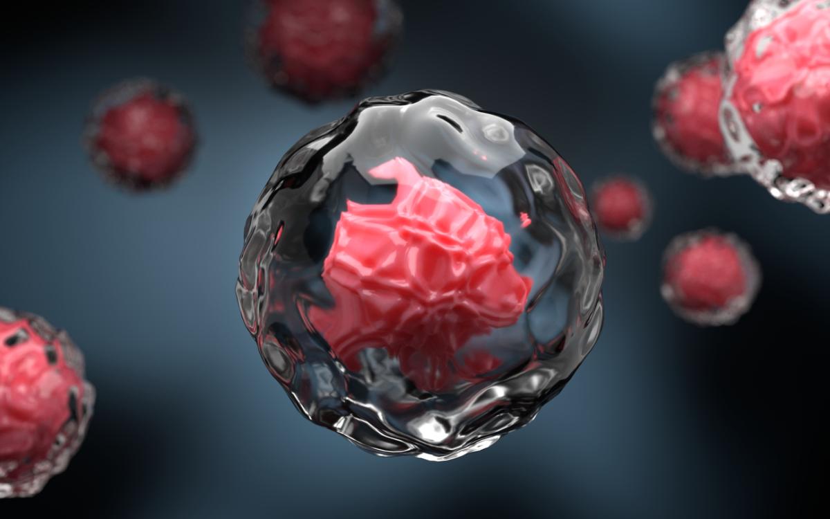 Célula madre: qué es, características y para qué sirve