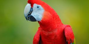 Guacamayo rojo