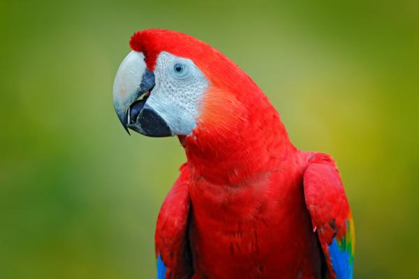 Guacamayo rojo