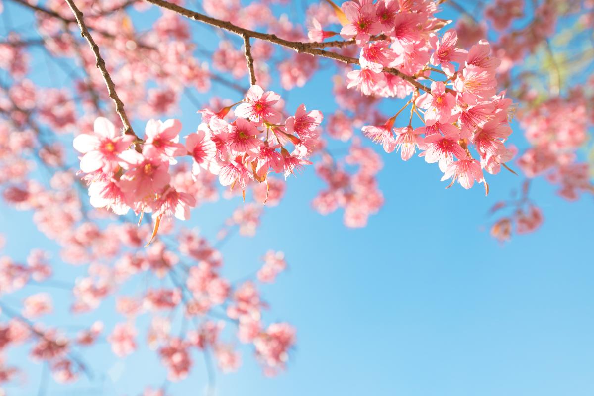 Curiosidades de la primavera