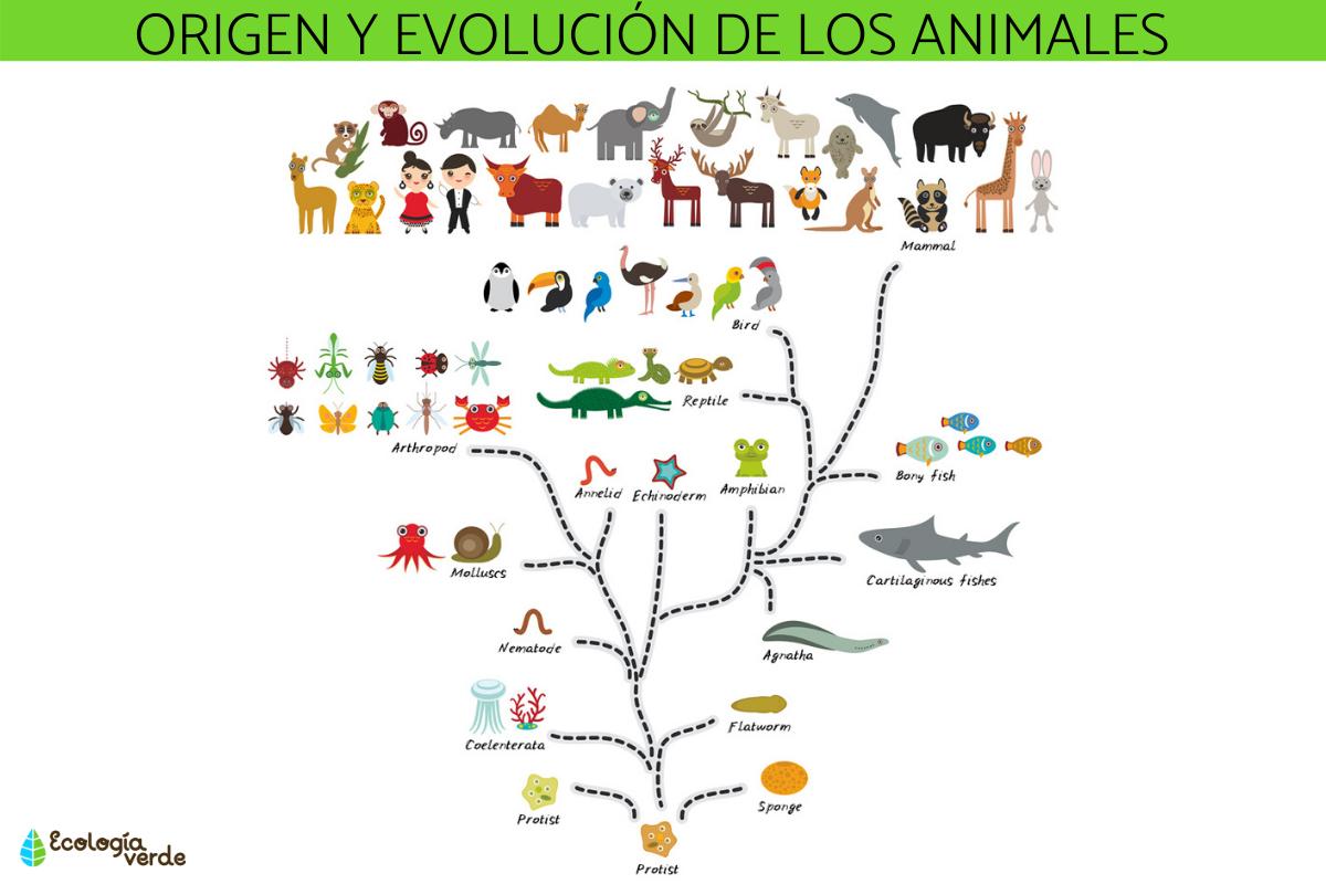 Origen y evolución de los animales: resumen
