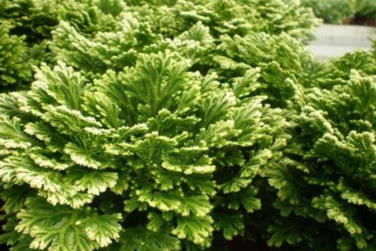 Rosa de Jericó: cuidados