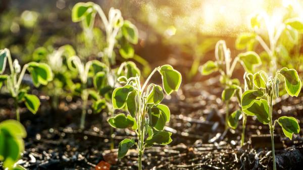 Joan Calderón, jardinero: “Si riegas o tocas las plantas por la noche, las molestas igual que si te molestaran a ti, ya que a esas horas descansan” - Esto hacen las plantas para sobrevivir a los días de mucho calor