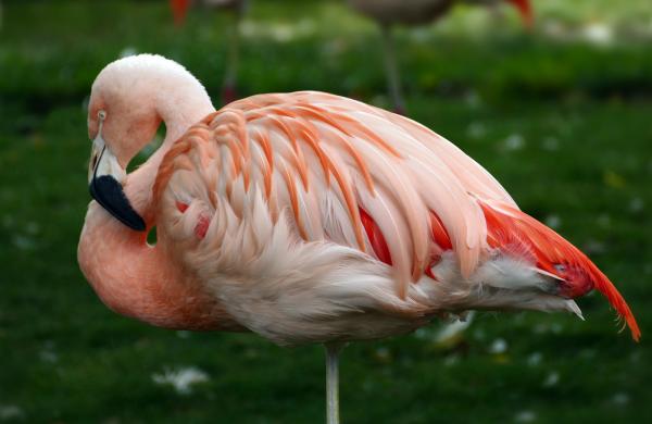 Tipos de flamencos - Flamenco chileno (Phoenicopterus chilensis)
