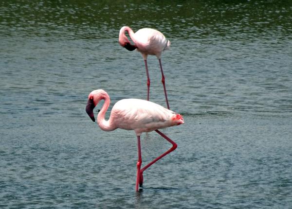 Tipos de flamencos - Flamenco enano (Phoenicopterus minor)